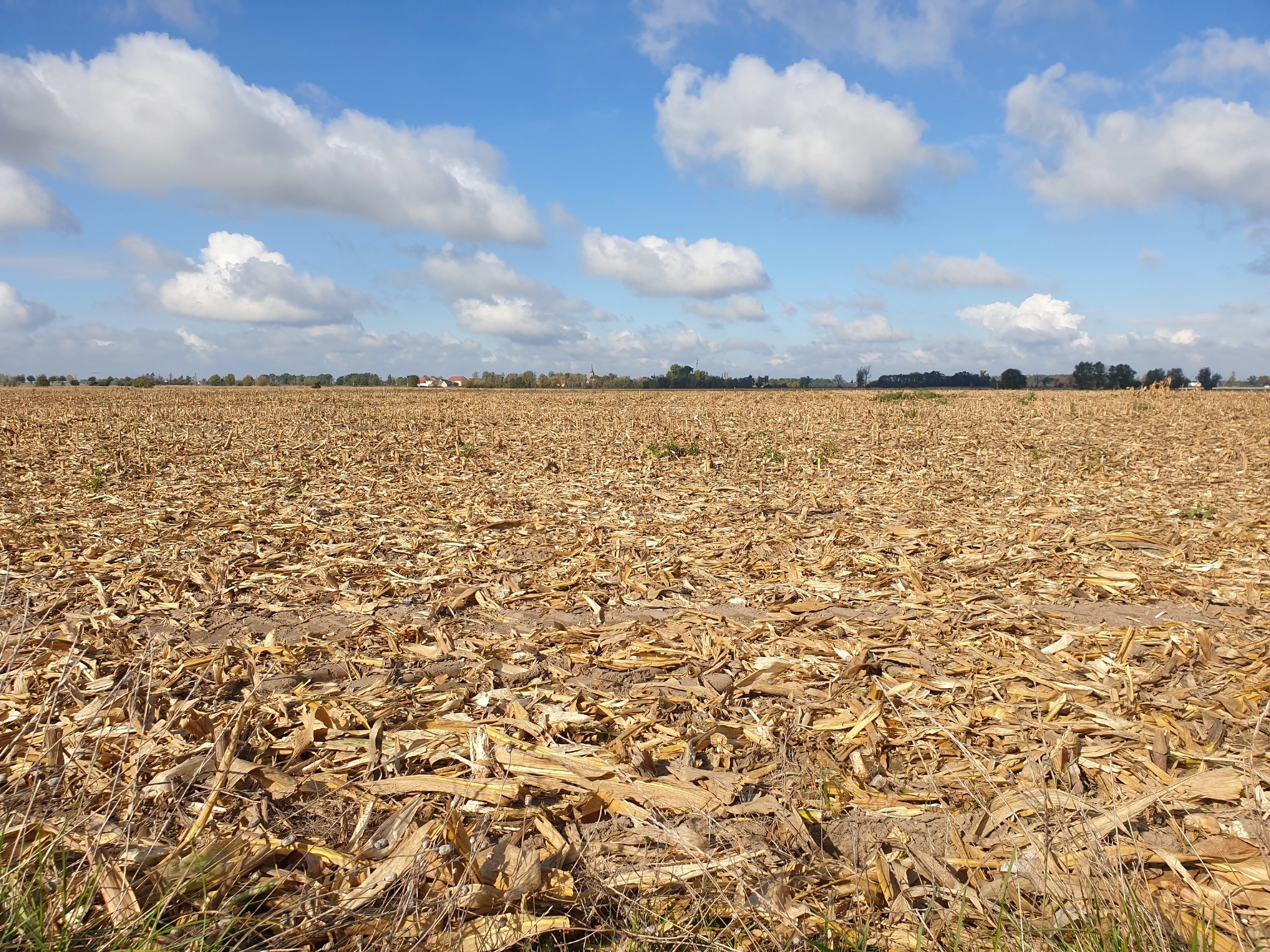 U.S. Corn Belt Faces Export Crisis as Severe Drought Imperils Corn and Soybean Crops