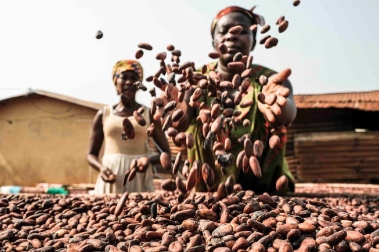 cocoa farming extends Africa